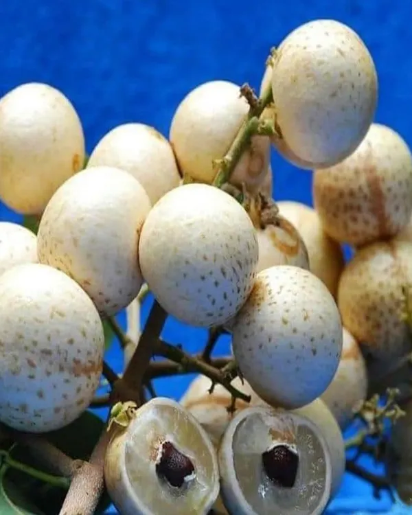White_Longan_Plant_|_Grafted_Variety_|_Sweet_Translucent_Fruits_|_High_Yield_|_Fast_Growing_|_Ideal_for_Pots_&_Gardens_|_Healthy_Live_Plant_Guaranteed