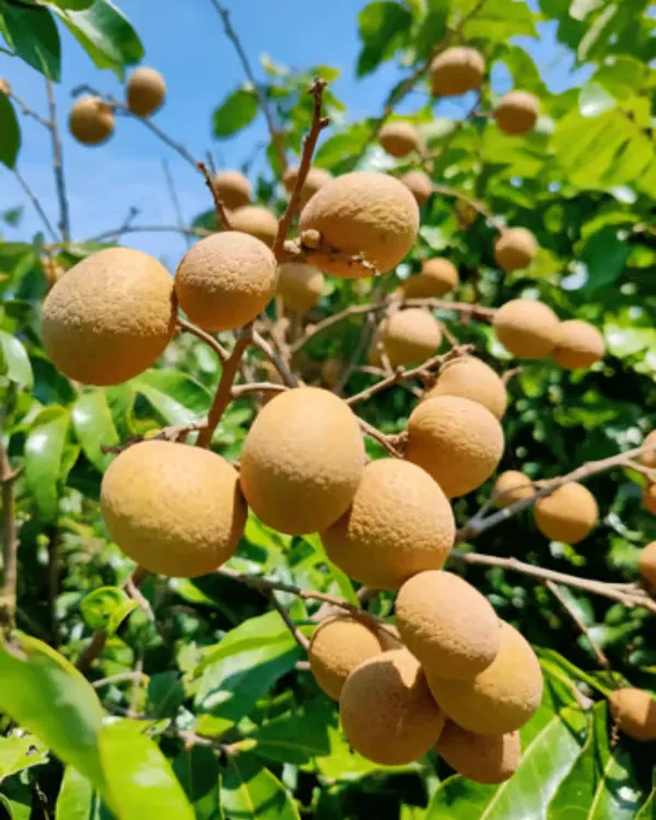 Ping_Pong_Longan_Plant_|_Grafted_Variety_|_Extra_Large_Sweet_Longan_Fruits_|_High_Yield_|_Fast_Growing_|_Ideal_for_Pots_&_Gardens_|_Healthy_Live_Plant_Guaranteed