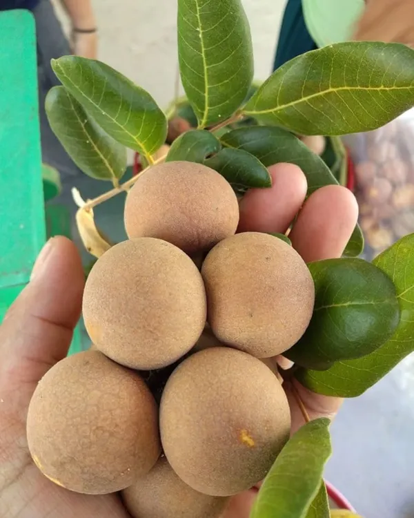 Ping_Pong_Longan_Plant_|_Grafted_Variety_|_Extra_Large_Sweet_Longan_Fruits_|_High_Yield_|_Fast_Growing_|_Ideal_for_Pots_&_Gardens_|_Healthy_Live_Plant_Guaranteed