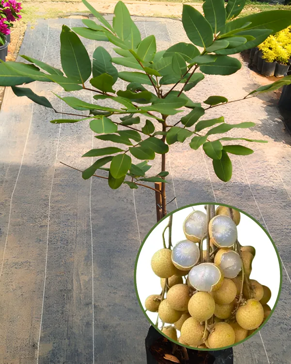 Ping_Pong_Longan_Plant_|_Grafted_Variety_|_Extra_Large_Sweet_Longan_Fruits_|_High_Yield_|_Fast_Growing_|_Ideal_for_Pots_&_Gardens_|_Healthy_Live_Plant_Guaranteed