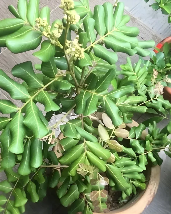 Ping_Pong_Longan_Plant_|_Grafted_Variety_|_Extra_Large_Sweet_Longan_Fruits_|_High_Yield_|_Fast_Growing_|_Ideal_for_Pots_&_Gardens_|_Healthy_Live_Plant_Guaranteed