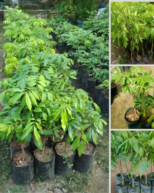 Ping_Pong_Longan_Plant_|_Grafted_Variety_|_Extra_Large_Sweet_Longan_Fruits_|_High_Yield_|_Fast_Growing_|_Ideal_for_Pots_&_Gardens_|_Healthy_Live_Plant_Guaranteed