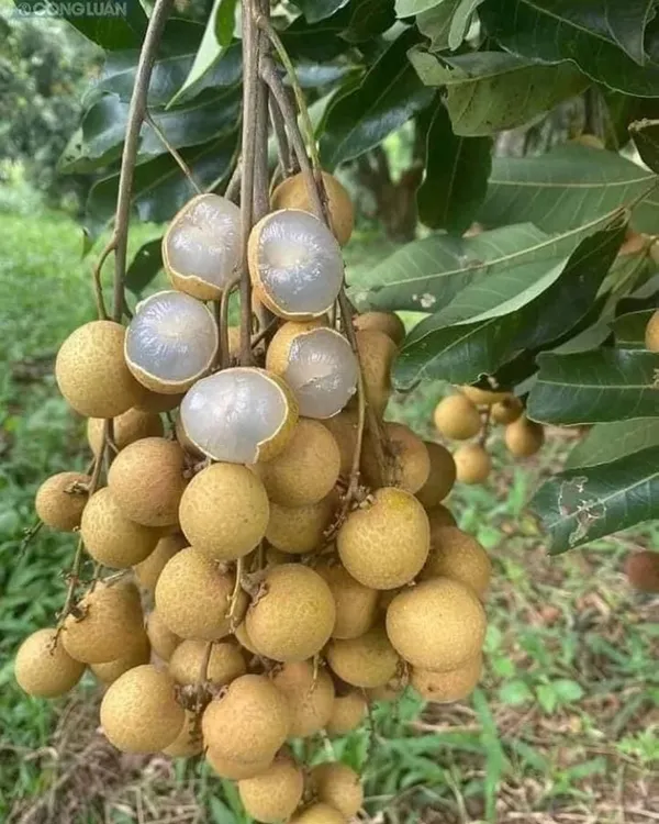Ping_Pong_Longan_Plant_|_Grafted_Variety_|_Extra_Large_Sweet_Longan_Fruits_|_High_Yield_|_Fast_Growing_|_Ideal_for_Pots_&_Gardens_|_Healthy_Live_Plant_Guaranteed