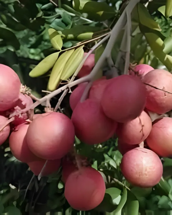 Ping_Pong_Pink_Longan_Plant_|_Grafted_Variety_|_Extra_Large_Pink-Skinned_Sweet_Fruits_|_High_Yield_|_Fast_Growing_|_Ideal_for_Pots_&_Gardens_|_Healthy_Live_Plant_Guaranteed