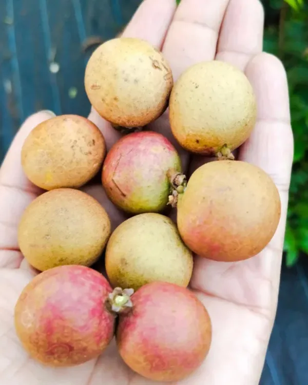 Ping_Pong_Pink_Longan_Plant_|_Grafted_Variety_|_Extra_Large_Pink-Skinned_Sweet_Fruits_|_High_Yield_|_Fast_Growing_|_Ideal_for_Pots_&_Gardens_|_Healthy_Live_Plant_Guaranteed