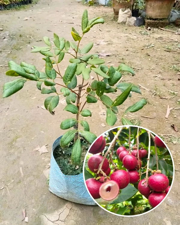 Ping_Pong_Pink_Longan_Plant_|_Grafted_Variety_|_Extra_Large_Pink-Skinned_Sweet_Fruits_|_High_Yield_|_Fast_Growing_|_Ideal_for_Pots_&_Gardens_|_Healthy_Live_Plant_Guaranteed
