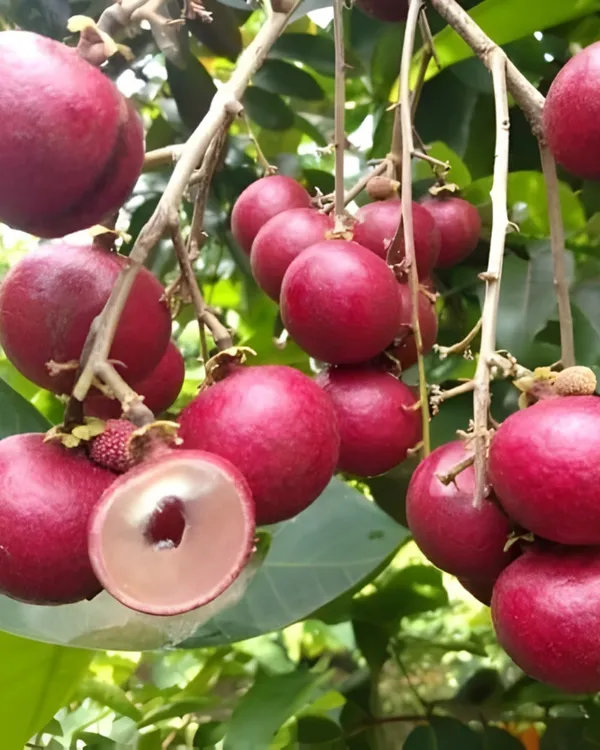 Ping_Pong_Pink_Longan_Plant_|_Grafted_Variety_|_Extra_Large_Pink-Skinned_Sweet_Fruits_|_High_Yield_|_Fast_Growing_|_Ideal_for_Pots_&_Gardens_|_Healthy_Live_Plant_Guaranteed
