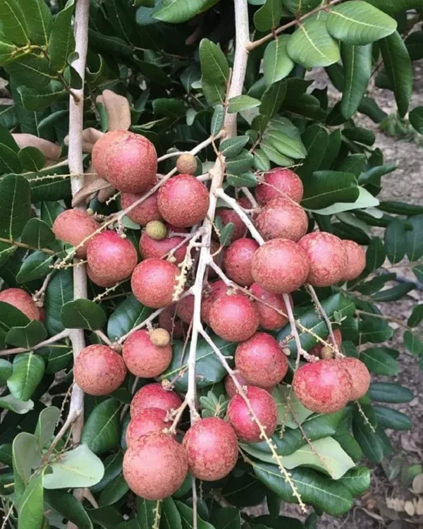 Ping_Pong_Pink_Longan_Plant_|_Grafted_Variety_|_Extra_Large_Pink-Skinned_Sweet_Fruits_|_High_Yield_|_Fast_Growing_|_Ideal_for_Pots_&_Gardens_|_Healthy_Live_Plant_Guaranteed