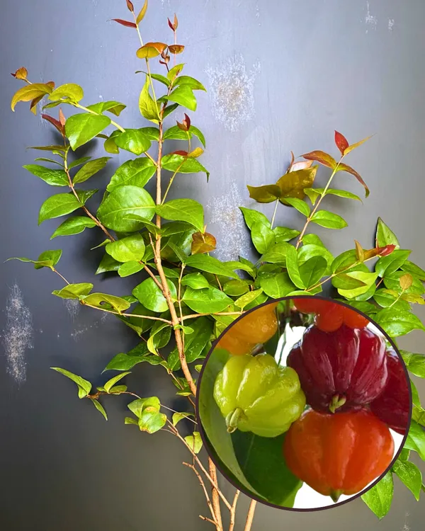 Red_Surinam_Cherry_Plant_|_Grafted_High-Yield_Variety_|_Sweet_Aromatic_Ribbed_Fruits_|_Fast_Growing_|_Ideal_for_Pots_&_Gardens_|_Healthy_Live_Plant_Guaranteed