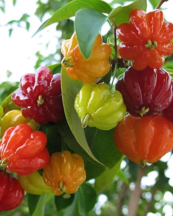 Red_Surinam_Cherry_Plant_|_Grafted_High-Yield_Variety_|_Sweet_Aromatic_Ribbed_Fruits_|_Fast_Growing_|_Ideal_for_Pots_&_Gardens_|_Healthy_Live_Plant_Guaranteed