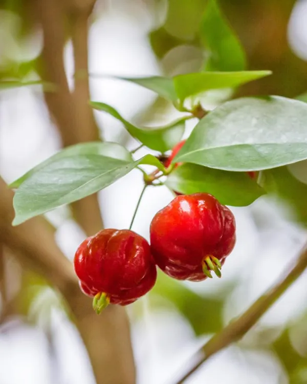 Red_Surinam_Cherry_Plant_|_Grafted_High-Yield_Variety_|_Sweet_Aromatic_Ribbed_Fruits_|_Fast_Growing_|_Ideal_for_Pots_&_Gardens_|_Healthy_Live_Plant_Guaranteed