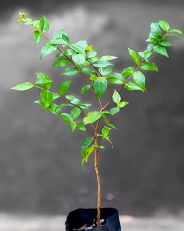 Red_Surinam_Cherry_Plant_|_Grafted_High-Yield_Variety_|_Sweet_Aromatic_Ribbed_Fruits_|_Fast_Growing_|_Ideal_for_Pots_&_Gardens_|_Healthy_Live_Plant_Guaranteed