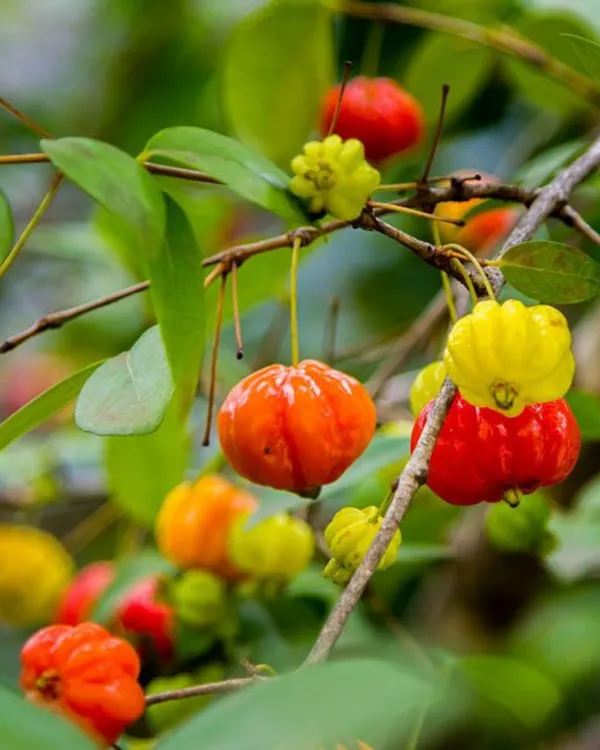 Red_Surinam_Cherry_Plant_|_Grafted_High-Yield_Variety_|_Sweet_Aromatic_Ribbed_Fruits_|_Fast_Growing_|_Ideal_for_Pots_&_Gardens_|_Healthy_Live_Plant_Guaranteed