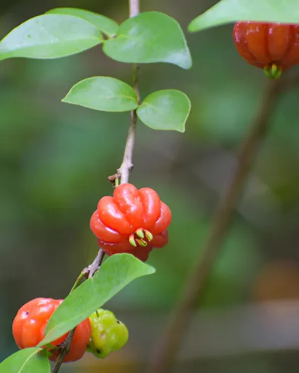 Red_Surinam_Cherry_Plant_|_Grafted_High-Yield_Variety_|_Sweet_Aromatic_Ribbed_Fruits_|_Fast_Growing_|_Ideal_for_Pots_&_Gardens_|_Healthy_Live_Plant_Guaranteed