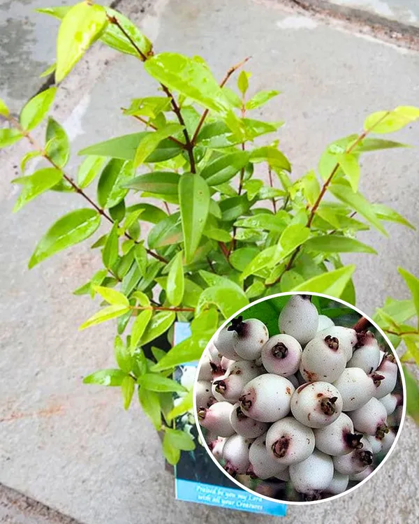 Cat_Eye_Fruit_Plant_|_Grafted_High-Yield_Tropical_Variety_|_Sweet_Translucent_Fruits_|_Fast_Growing_|_Ideal_for_Pots_&_Gardens_|_Healthy_Live_Plant_Guaranteed