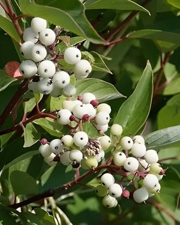 Cat_Eye_Fruit_Plant_|_Grafted_High-Yield_Tropical_Variety_|_Sweet_Translucent_Fruits_|_Fast_Growing_|_Ideal_for_Pots_&_Gardens_|_Healthy_Live_Plant_Guaranteed