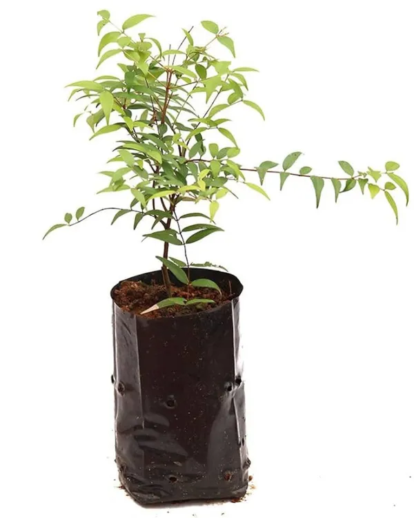 Cat_Eye_Fruit_Plant_|_Grafted_High-Yield_Tropical_Variety_|_Sweet_Translucent_Fruits_|_Fast_Growing_|_Ideal_for_Pots_&_Gardens_|_Healthy_Live_Plant_Guaranteed