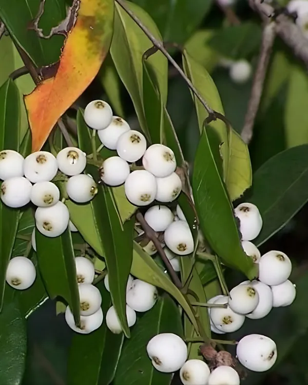 Cat_Eye_Fruit_Plant_|_Grafted_High-Yield_Tropical_Variety_|_Sweet_Translucent_Fruits_|_Fast_Growing_|_Ideal_for_Pots_&_Gardens_|_Healthy_Live_Plant_Guaranteed