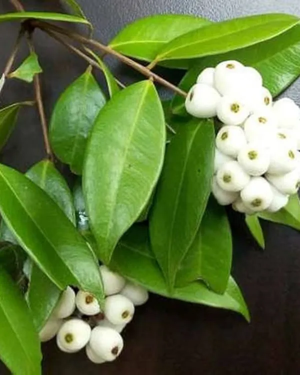Cat_Eye_Fruit_Plant_|_Grafted_High-Yield_Tropical_Variety_|_Sweet_Translucent_Fruits_|_Fast_Growing_|_Ideal_for_Pots_&_Gardens_|_Healthy_Live_Plant_Guaranteed