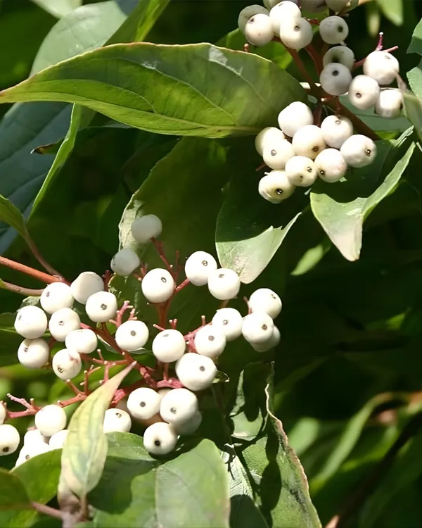 Cat_Eye_Fruit_Plant_|_Grafted_High-Yield_Tropical_Variety_|_Sweet_Translucent_Fruits_|_Fast_Growing_|_Ideal_for_Pots_&_Gardens_|_Healthy_Live_Plant_Guaranteed