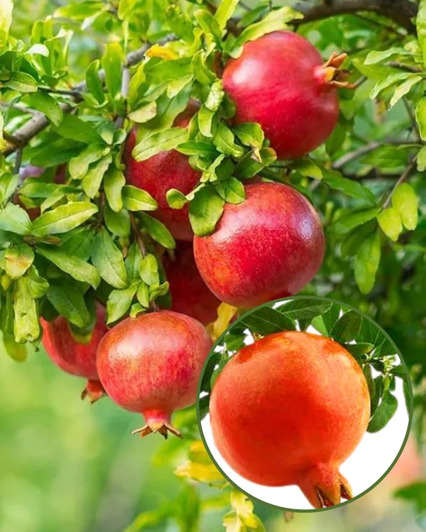 Ganesh_Pomegranate_Plant_|_Air_Layered_High-Yield_Variety_|_Sweet_Soft-Seed_Fruits_|_Fast_Growing_|_Ideal_for_Pots_&_Gardens_|_Healthy_Live_Plant_Guaranteed