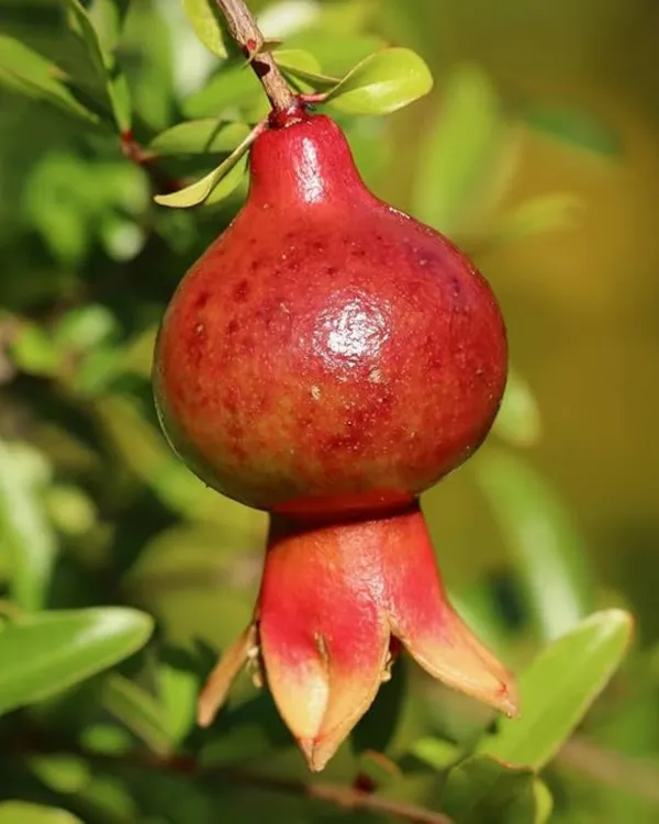Ganesh_Pomegranate_Plant_|_Air_Layered_High-Yield_Variety_|_Sweet_Soft-Seed_Fruits_|_Fast_Growing_|_Ideal_for_Pots_&_Gardens_|_Healthy_Live_Plant_Guaranteed