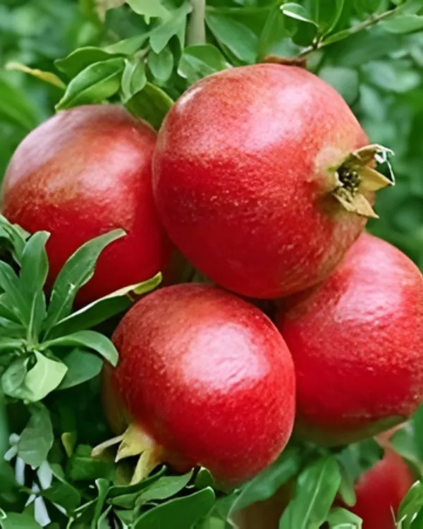 Ganesh_Pomegranate_Plant_|_Air_Layered_High-Yield_Variety_|_Sweet_Soft-Seed_Fruits_|_Fast_Growing_|_Ideal_for_Pots_&_Gardens_|_Healthy_Live_Plant_Guaranteed