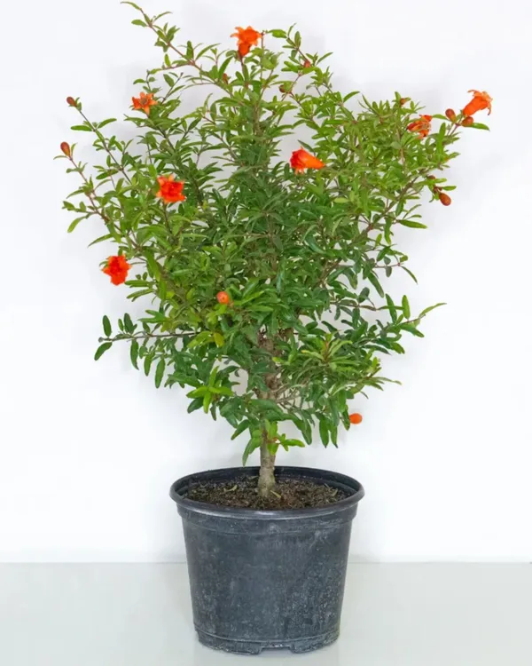 Ganesh_Pomegranate_Plant_|_Air_Layered_High-Yield_Variety_|_Sweet_Soft-Seed_Fruits_|_Fast_Growing_|_Ideal_for_Pots_&_Gardens_|_Healthy_Live_Plant_Guaranteed