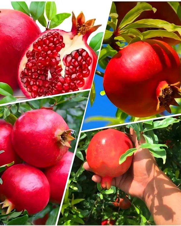 Ganesh_Pomegranate_Plant_|_Air_Layered_High-Yield_Variety_|_Sweet_Soft-Seed_Fruits_|_Fast_Growing_|_Ideal_for_Pots_&_Gardens_|_Healthy_Live_Plant_Guaranteed