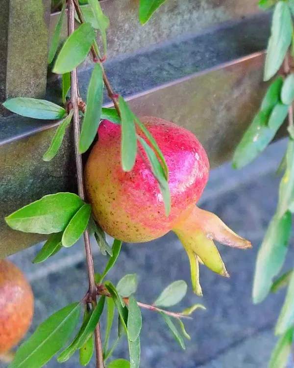 Nasik_Sundari_Pomegranate_Plant_|_Air_Layered_High-Yield_Variety_|_Sweet_Deep-Red_Soft-Seed_Fruits_|_Fast_Growing_|_Ideal_for_Pots_&_Gardens_|_Healthy_Live_Plant_Guaranteed