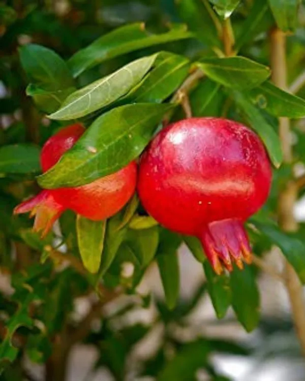 Nasik_Sundari_Pomegranate_Plant_|_Air_Layered_High-Yield_Variety_|_Sweet_Deep-Red_Soft-Seed_Fruits_|_Fast_Growing_|_Ideal_for_Pots_&_Gardens_|_Healthy_Live_Plant_Guaranteed