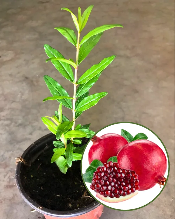 Nasik_Sundari_Pomegranate_Plant_|_Air_Layered_High-Yield_Variety_|_Sweet_Deep-Red_Soft-Seed_Fruits_|_Fast_Growing_|_Ideal_for_Pots_&_Gardens_|_Healthy_Live_Plant_Guaranteed