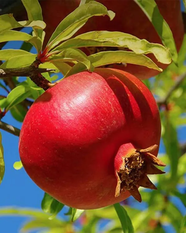 Nasik_Sundari_Pomegranate_Plant_|_Air_Layered_High-Yield_Variety_|_Sweet_Deep-Red_Soft-Seed_Fruits_|_Fast_Growing_|_Ideal_for_Pots_&_Gardens_|_Healthy_Live_Plant_Guaranteed