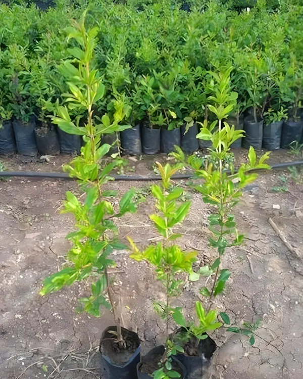 Nasik_Sundari_Pomegranate_Plant_|_Air_Layered_High-Yield_Variety_|_Sweet_Deep-Red_Soft-Seed_Fruits_|_Fast_Growing_|_Ideal_for_Pots_&_Gardens_|_Healthy_Live_Plant_Guaranteed