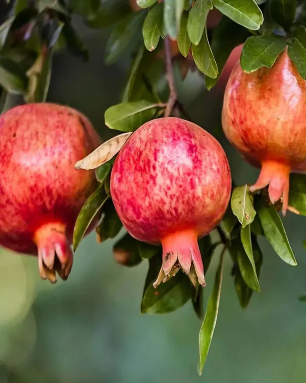 Nasik_Sundari_Pomegranate_Plant_|_Air_Layered_High-Yield_Variety_|_Sweet_Deep-Red_Soft-Seed_Fruits_|_Fast_Growing_|_Ideal_for_Pots_&_Gardens_|_Healthy_Live_Plant_Guaranteed