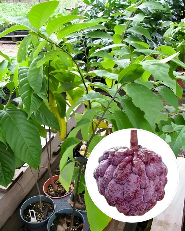 Red_Custard_Apple_Plant_|_Grafted_High-Yield_Variety_|_Sweet_Red-Pulp_Fruits_|_Fast_Growing_|_Ideal_for_Pots_&_Gardens_|_Healthy_Live_Plant_Guaranteed