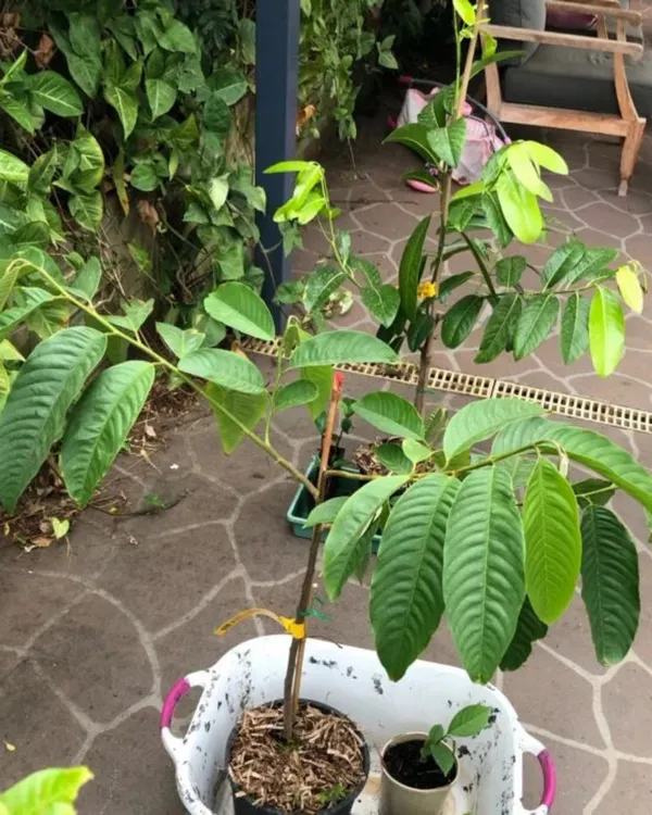 Red_Custard_Apple_Plant_|_Grafted_High-Yield_Variety_|_Sweet_Red-Pulp_Fruits_|_Fast_Growing_|_Ideal_for_Pots_&_Gardens_|_Healthy_Live_Plant_Guaranteed