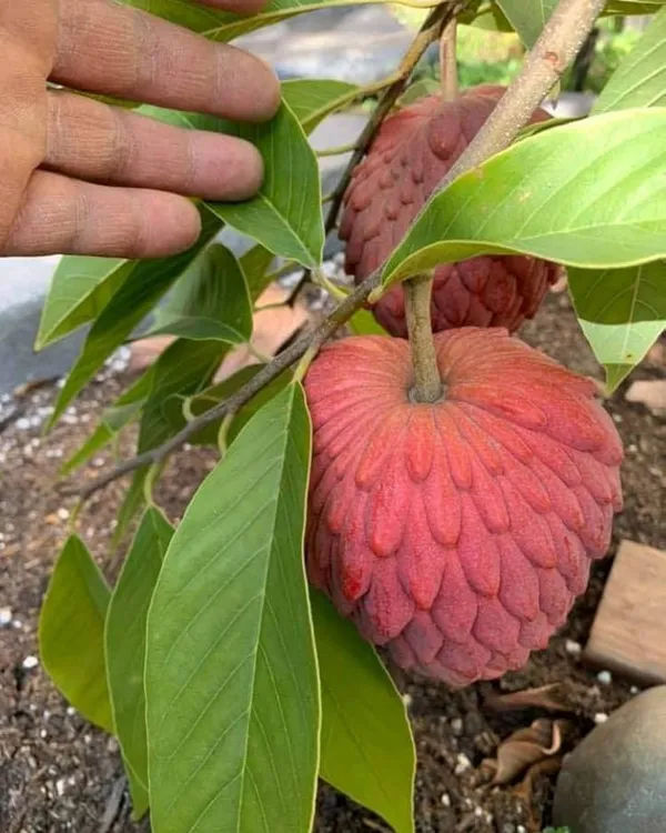 Red_Custard_Apple_Plant_|_Grafted_High-Yield_Variety_|_Sweet_Red-Pulp_Fruits_|_Fast_Growing_|_Ideal_for_Pots_&_Gardens_|_Healthy_Live_Plant_Guaranteed