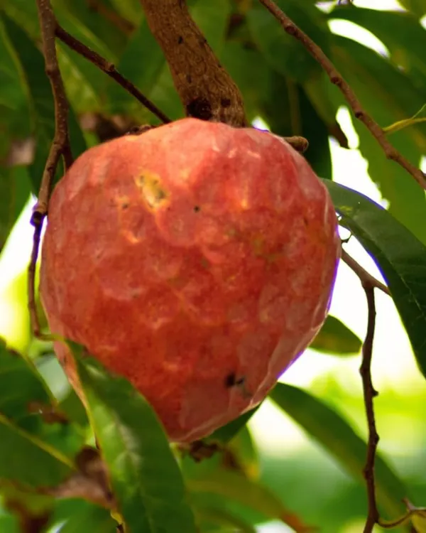 Red_Custard_Apple_Plant_|_Grafted_High-Yield_Variety_|_Sweet_Red-Pulp_Fruits_|_Fast_Growing_|_Ideal_for_Pots_&_Gardens_|_Healthy_Live_Plant_Guaranteed