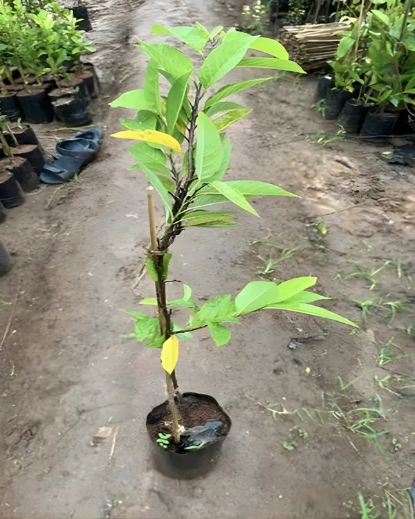 Red_Custard_Apple_Plant_|_Grafted_High-Yield_Variety_|_Sweet_Red-Pulp_Fruits_|_Fast_Growing_|_Ideal_for_Pots_&_Gardens_|_Healthy_Live_Plant_Guaranteed