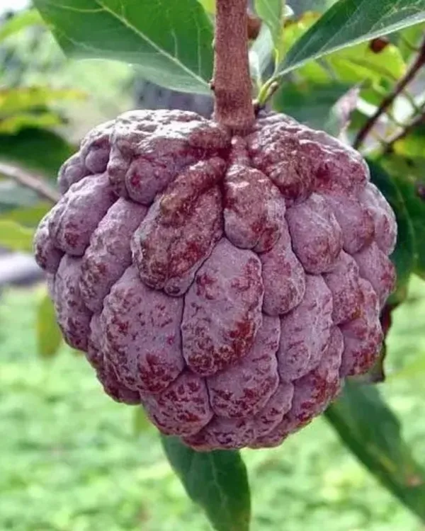 Red_Custard_Apple_Plant_|_Grafted_High-Yield_Variety_|_Sweet_Red-Pulp_Fruits_|_Fast_Growing_|_Ideal_for_Pots_&_Gardens_|_Healthy_Live_Plant_Guaranteed