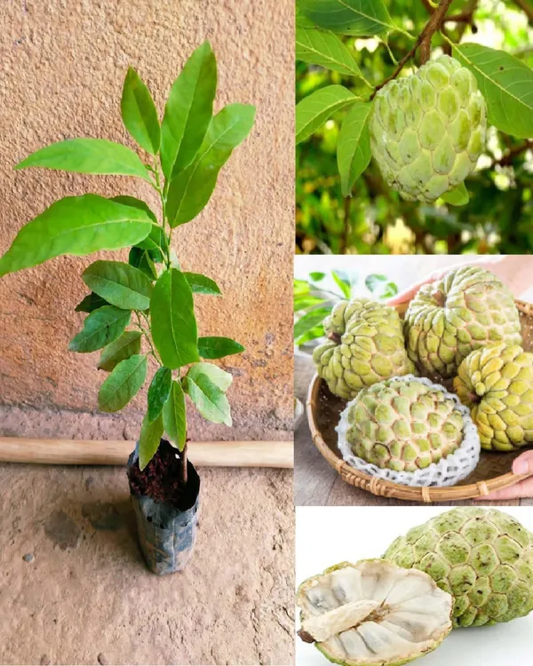 Green_Custard_Apple_Plant_|_Grafted_High-Yield_Variety_|_Sweet_Creamy_Fruits_|_Fast_Growing_|_Ideal_for_Pots_&_Gardens_|_Healthy_Live_Plant_Guaranteed