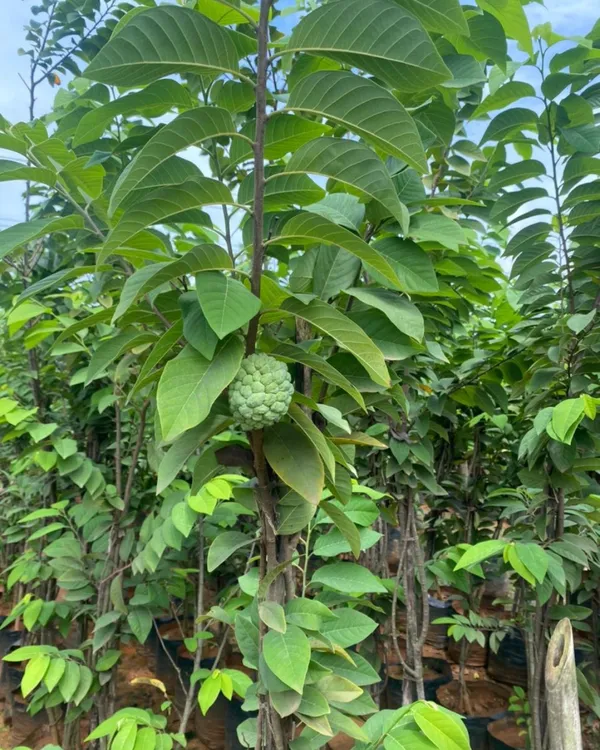 Green_Custard_Apple_Plant_|_Grafted_High-Yield_Variety_|_Sweet_Creamy_Fruits_|_Fast_Growing_|_Ideal_for_Pots_&_Gardens_|_Healthy_Live_Plant_Guaranteed