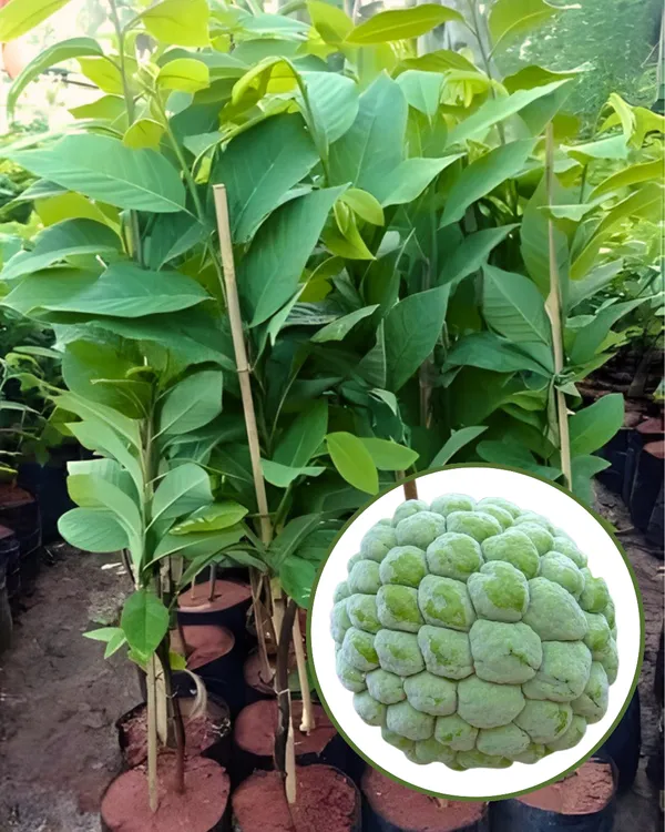 Green_Custard_Apple_Plant_|_Grafted_High-Yield_Variety_|_Sweet_Creamy_Fruits_|_Fast_Growing_|_Ideal_for_Pots_&_Gardens_|_Healthy_Live_Plant_Guaranteed