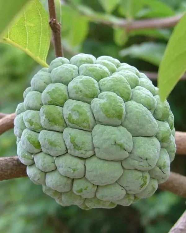 Green_Custard_Apple_Plant_|_Grafted_High-Yield_Variety_|_Sweet_Creamy_Fruits_|_Fast_Growing_|_Ideal_for_Pots_&_Gardens_|_Healthy_Live_Plant_Guaranteed