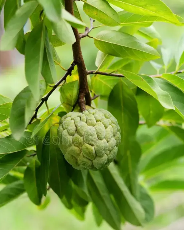 Green_Custard_Apple_Plant_|_Grafted_High-Yield_Variety_|_Sweet_Creamy_Fruits_|_Fast_Growing_|_Ideal_for_Pots_&_Gardens_|_Healthy_Live_Plant_Guaranteed