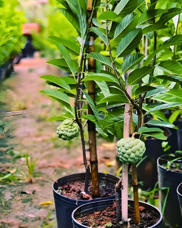 Green_Custard_Apple_Plant_|_Grafted_High-Yield_Variety_|_Sweet_Creamy_Fruits_|_Fast_Growing_|_Ideal_for_Pots_&_Gardens_|_Healthy_Live_Plant_Guaranteed