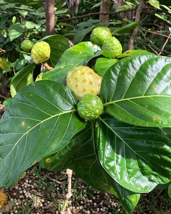 Morinda_(Noni)_Fruit_Plant_|_Grafted_High-Yield_Variety_|_Medicinal_Superfruit_|_Fast_Growing_|_Ideal_for_Pots_&_Gardens_|_Healthy_Live_Plant_Guaranteed