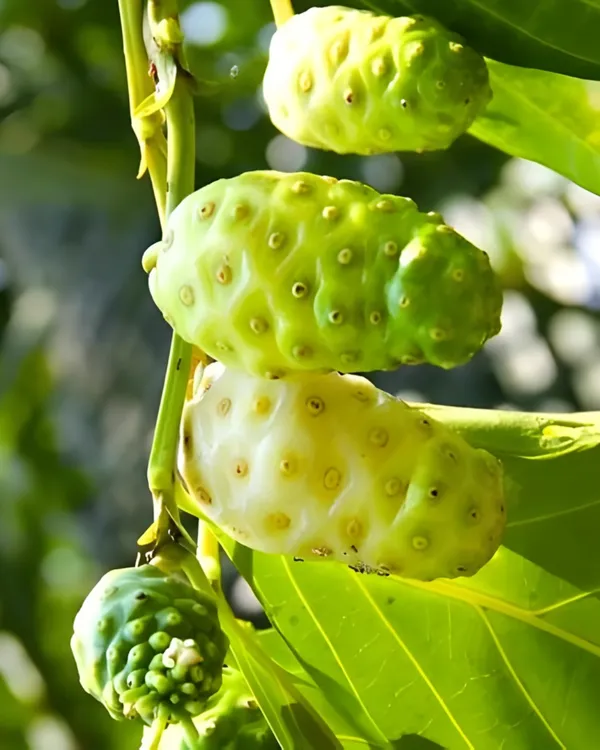 Morinda_(Noni)_Fruit_Plant_|_Grafted_High-Yield_Variety_|_Medicinal_Superfruit_|_Fast_Growing_|_Ideal_for_Pots_&_Gardens_|_Healthy_Live_Plant_Guaranteed
