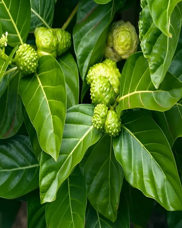 Morinda_(Noni)_Fruit_Plant_|_Grafted_High-Yield_Variety_|_Medicinal_Superfruit_|_Fast_Growing_|_Ideal_for_Pots_&_Gardens_|_Healthy_Live_Plant_Guaranteed